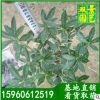 自产自销，金边瑞香价格，金边瑞香批发 净化空气带花苞