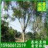蓝花楹价格,福建蓝花楹价格,漳州蓝花楹价格