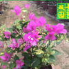 三角梅价格,金心双色三角梅价格,三角梅批发