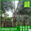 霸王棕价格，漳州基地直销，2米杆霸王棕价格 风景园艺批发