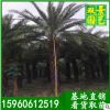 华棕（老人葵）价格，现货供应，基地直销，3.5米杆价格