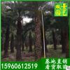 杆高3米中东海枣价格 中东海枣 银海枣 基地生产 大量批发