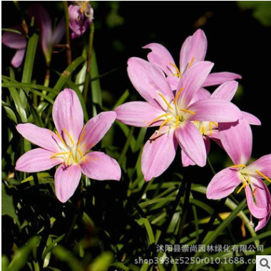 宿根花卉 红花葱兰 葱兰 红花葱兰价格 红花葱兰基地