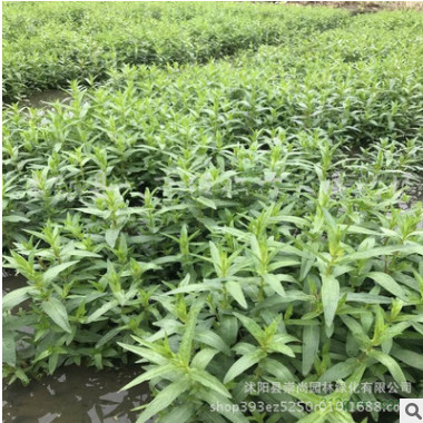 千屈菜 水生花卉 容器苗 喜强光 耐寒性强 喜水湿 园林绿化工程