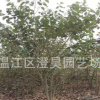 成都批发紫荆巴杆红长期提供各种乔木灌木工程苗咨询13730679058