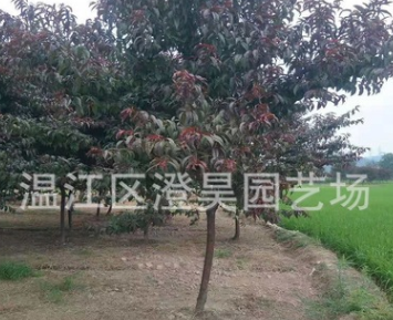 成都批发各种规格红叶碧桃长期提供各种品种乔木灌木地被详情致电