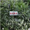 苗圃直销金边麦冬草 大量供应金边麦冬草 金边阔叶麦草工程绿化苗