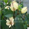 批发绿化室内盆栽含笑花苗3年苗 含笑树苗 含笑花 浓香 美化居室