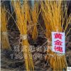 黄金槐树苗 嫁接金丝槐小苗 现货批发 绿化工程苗质优价廉