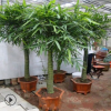 大型盆栽室内植物罗汉竹佛肚竹盆景 佛肚竹大苗佛肚竹盆栽植物