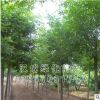 白蜡苗 白蜡树苗 速生白蜡树苗 白蜡树苗批发 绿化苗木 量大从优