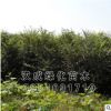 供应优质榉树 绿化苗木 红榉树 红榉苗 血榉树苗规格多价格优惠