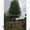 批发乐昌含笑 15公分大乐昌含笑树苗 价格实惠