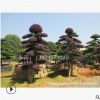 红花檵木大量供应 22-25公分造型红花檵木桩 规格齐全苗圃直销