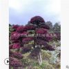 基地直销 湖南红继木造型 红继木规格齐全乔木特殊造型园林植物