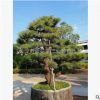 造型五针松精品五针松苗木公司庭院别墅基地批发
