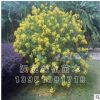 林木小苗黄槐小苗黄花槐树苗观花植物工程绿化苗