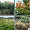 批发栾树苗 栾树小苗 规格全 北栾 黄山栾树 黄山树苗 绿化苗木