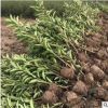 常绿性园林植物冬青 汉明苗木丛生形法国冬青 露地栽培冬青