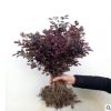红花继木苗篱笆苗庭院绿化苗木工程四季常青彩色树苗红花继木球