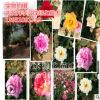 自产自销 月季花大苗 品种月季 大花月季 欧月 藤本月季 带花苞