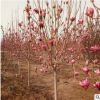 紫玉兰树苗批发庭院观花植物 紫玉兰花苗 精品玉兰造型树