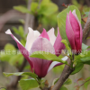 紫玉兰树苗批发庭院观花植物 红玉兰花苗 精品玉兰造型树