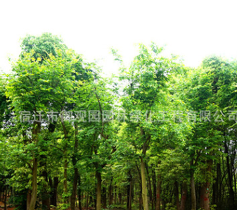朴树树苗批发园林精品盆景造型朴树 工程绿化苗木规格齐全