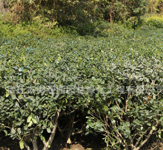 无刺枸骨小苗基地直销园林盆景植物 工程绿化苗木无刺枸骨球