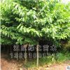 高杆女贞 基地绿化工程苗 常绿乔木 大叶女贞 四季常青 规格齐全