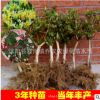 金银花苗 金银花树苗 红色金银花苗 药材种子 金银花爬藤金银木