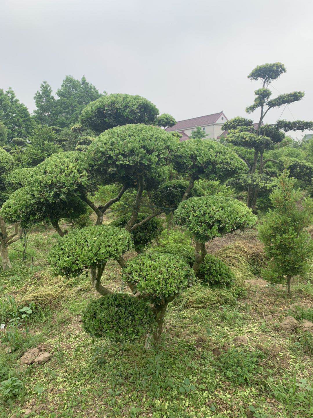 造型黄杨树