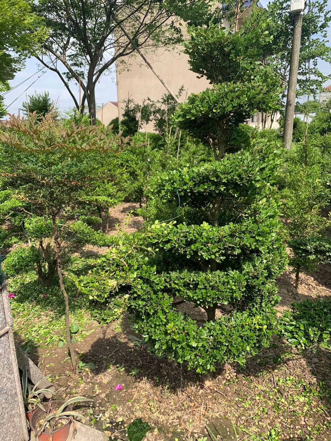 上海各种规格造型黄杨树