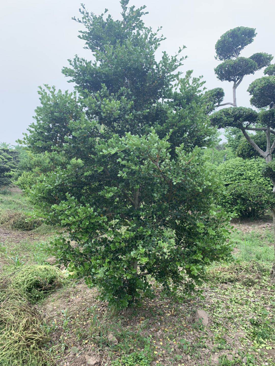 上海造型黄杨树