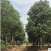 批发香樟 香樟树基地 1-8-15-20-30-80公分香樟价格 全冠移植香樟