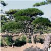 3米以上造型景观松树基地出售耐旱耐寒景观树现挖现卖景观树