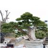 15-30公分造型松树基地直销易管理耐寒耐旱景松树常年批发松树