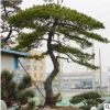 15-30公分造型松树常年出售批发造型松树全国供应易管理造型松树