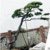 油松树量大优惠可南北方种植油松树全国供应易管理油松树