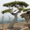景松树根系发达全国供应易管理景松树可南北方种植景松树