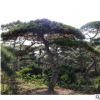 15-30公分造型松树现挖现卖量大优惠景松树可南北方种植地栽松树