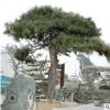 15-30cm松树现挖现卖量大优惠造型松树可南北方种植造型松树