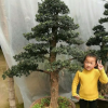 罗汉松 五针松 大板松 黑松自产自销价格便宜造型好