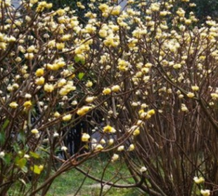 大量供应结香花 苗