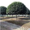 20公分桂花树 精品八月桂花树 正宗金桂 价格优惠