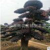 供应红花继木桩 30-35-40cm公分造型红花檵木桩 价格优惠