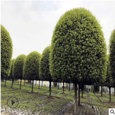 供应10cm12cm桂花树 1.5米以上分枝高杆金桂 自然冠 价格优惠