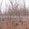 低价供应优质3-20cm红叶碧桃工程用苗湿地绿化