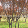 大量低价供应优质3-18cm紫叶李工程用苗风景树湿地绿化