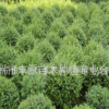大量批发优质40-80cm大叶黄杨工程用苗行道树湿地绿化